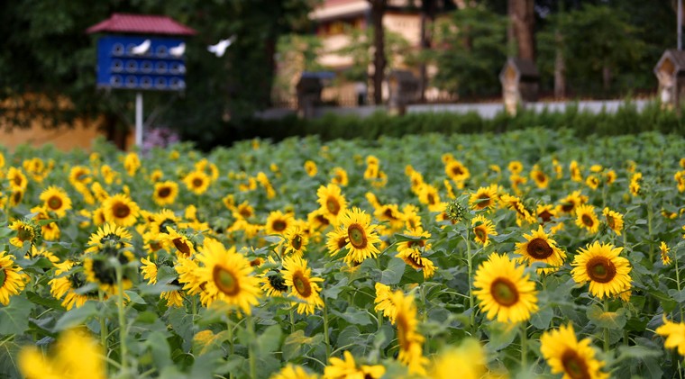 Vườn hoa hướng dương khoe sắc giữa Hoàng thành Thăng Long ảnh 4