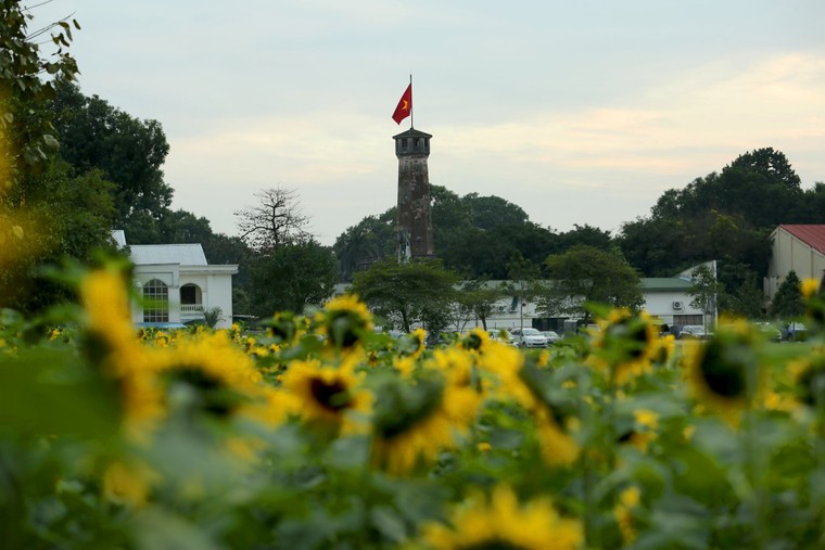 Vườn hoa hướng dương khoe sắc giữa Hoàng thành Thăng Long ảnh 5