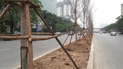 Phong lá đỏ 'đổ bộ' về Hà Nội ảnh 4