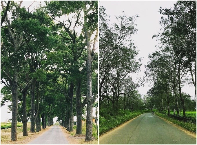 4 con đường ở Tây Nguyên đẹp như cảnh trên phim Hàn ảnh 3