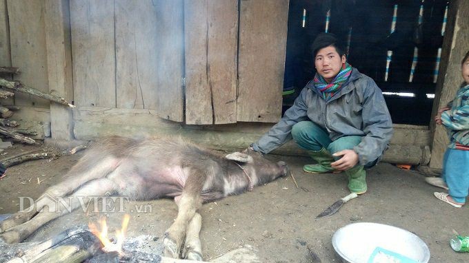 Lai Châu: Đẫm nước mắt nhìn cảnh trâu, nghé gục chết ngay cửa nhà ảnh 1