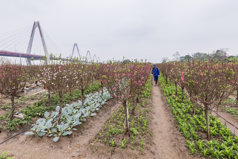 Những sắc hoa Xuân ảnh 6