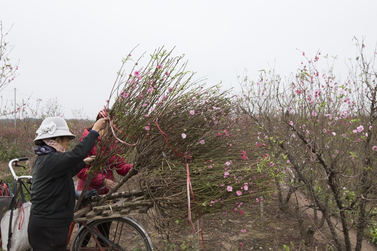 Những sắc hoa Xuân ảnh 7