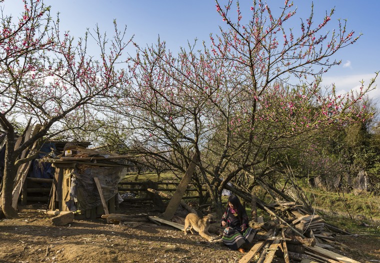 Những sắc hoa Xuân ảnh 9