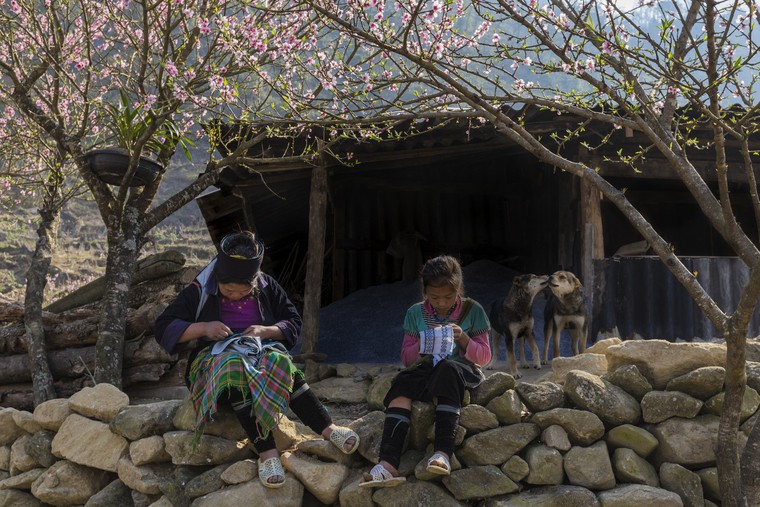 Những sắc hoa Xuân ảnh 8