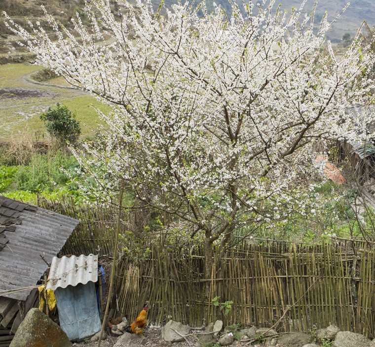 Những sắc hoa Xuân ảnh 2