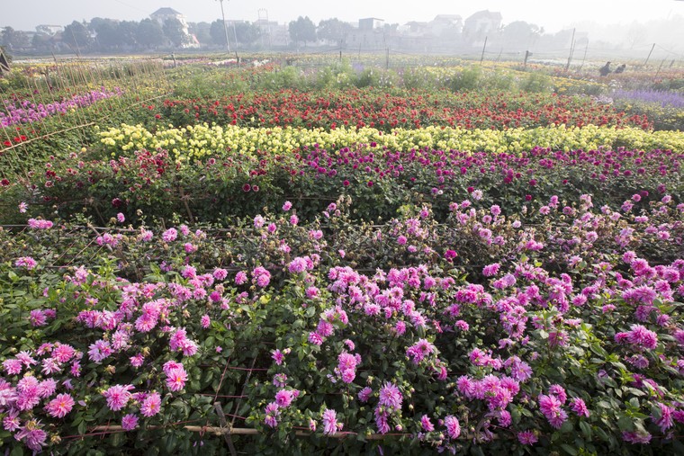 Những sắc hoa Xuân ảnh 4