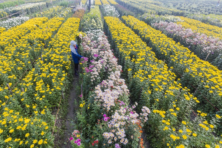 Những sắc hoa Xuân ảnh 5