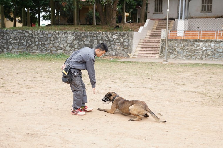 Những ‘thám tử bốn chân’ ảnh 3