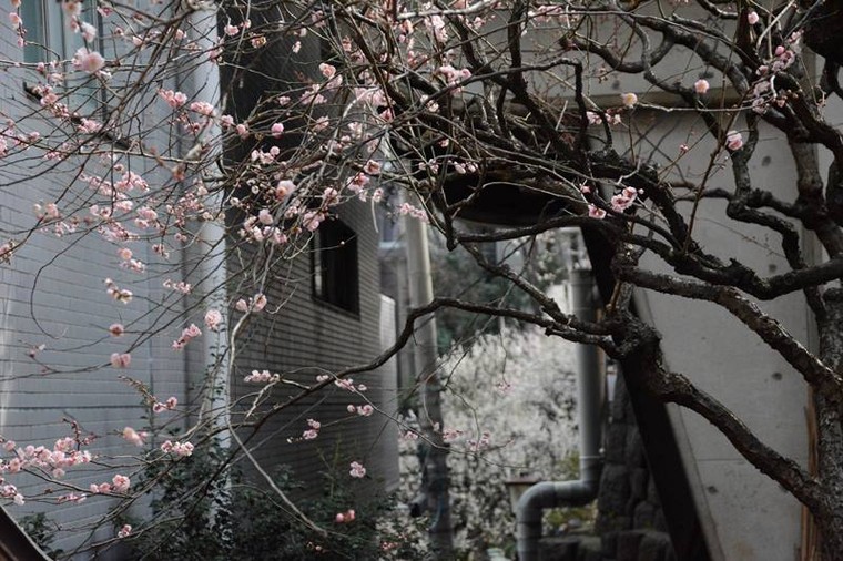 Ngọt ngào như Nhật Bản chìm trong sắc trắng hoa mơ giữa trời Xuân ảnh 1