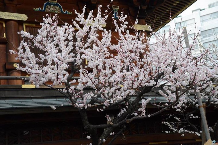 Ngọt ngào như Nhật Bản chìm trong sắc trắng hoa mơ giữa trời Xuân ảnh 5