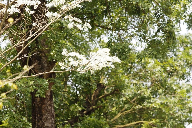 Hoa sưa Hà Nội, khúc tình tự tháng Ba ảnh 2