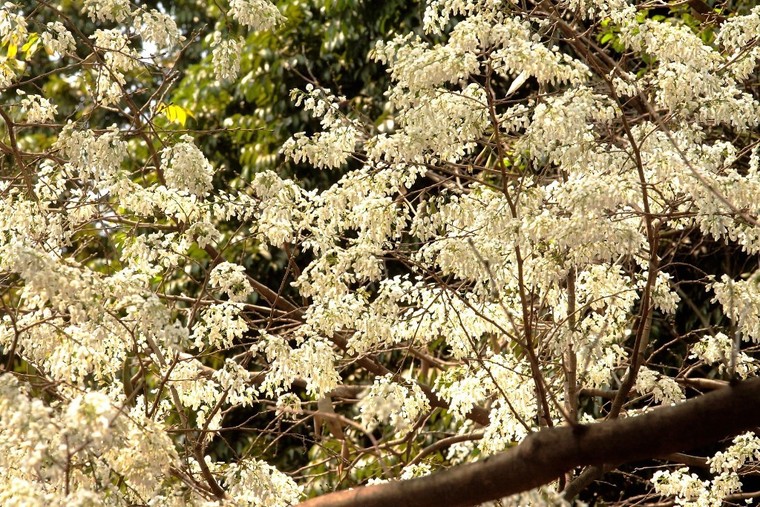 Hoa sưa Hà Nội, khúc tình tự tháng Ba ảnh 5