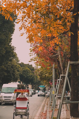 Giới trẻ Hà Nội tự hào với mùa thay lá đẹp chẳng kém Hàn Quốc ảnh 7