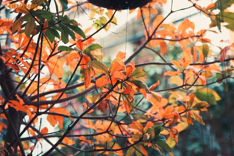 Giới trẻ Hà Nội tự hào với mùa thay lá đẹp chẳng kém Hàn Quốc ảnh 1