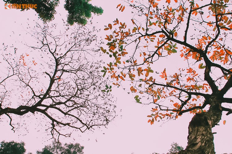 Giới trẻ Hà Nội tự hào với mùa thay lá đẹp chẳng kém Hàn Quốc ảnh 2