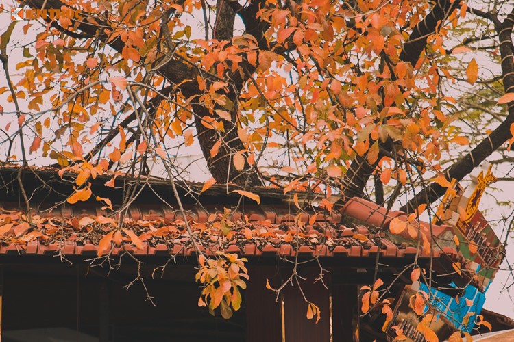 Giới trẻ Hà Nội tự hào với mùa thay lá đẹp chẳng kém Hàn Quốc ảnh 3