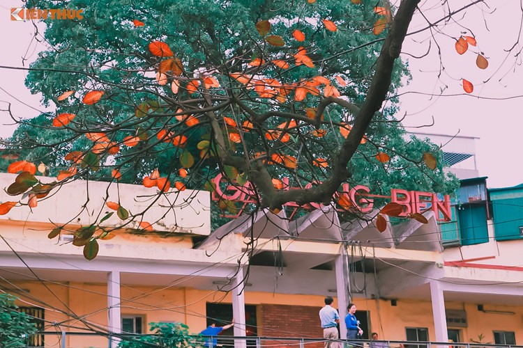 Giới trẻ Hà Nội tự hào với mùa thay lá đẹp chẳng kém Hàn Quốc ảnh 5
