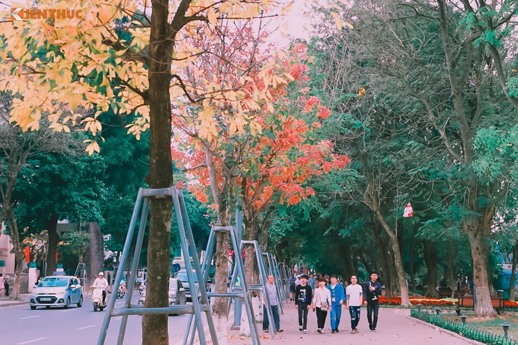 Giới trẻ Hà Nội tự hào với mùa thay lá đẹp chẳng kém Hàn Quốc ảnh 6