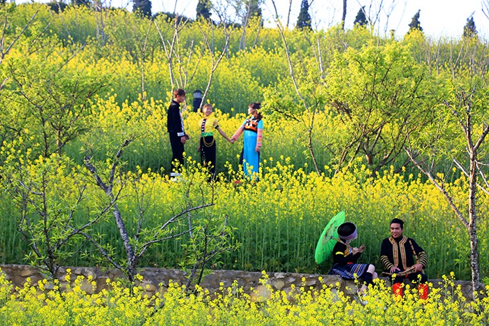 Mải mê ‘sống ảo’ với thảm hoa cải vàng đẹp mê hồn ở Sun World Fansipan Legend ảnh 2