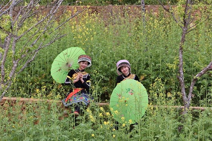 Mải mê ‘sống ảo’ với thảm hoa cải vàng đẹp mê hồn ở Sun World Fansipan Legend ảnh 7