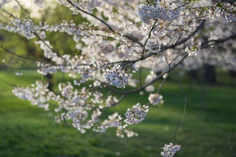 Anh đào Nhật Bản ‘tràn về’ thảo nguyên nước Mỹ ảnh 5