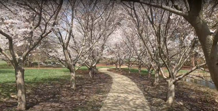 Anh đào Nhật Bản ‘tràn về’ thảo nguyên nước Mỹ ảnh 7