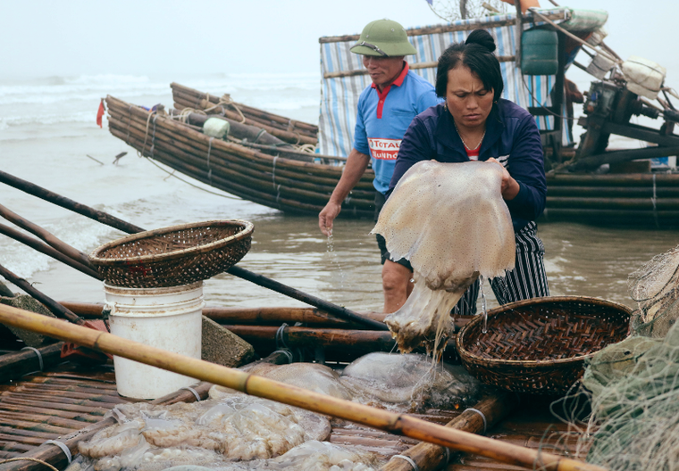 ‘Chợ sứa’ trên biển Hải Hòa một buổi sớm mai ảnh 3