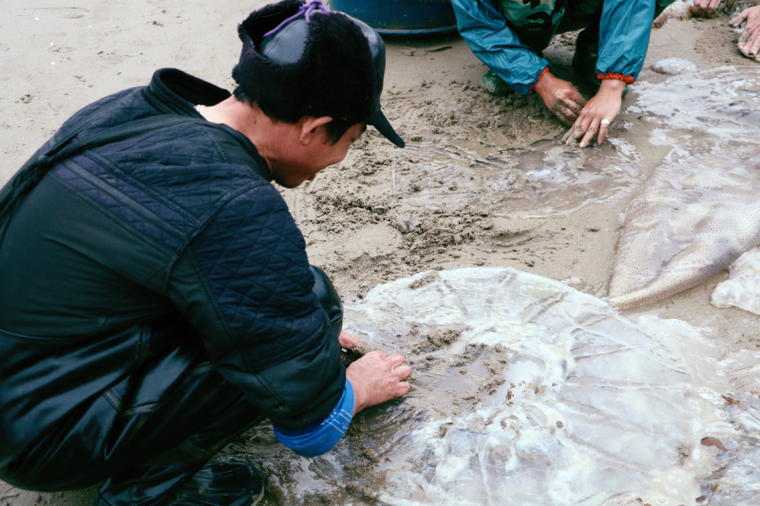 ‘Chợ sứa’ trên biển Hải Hòa một buổi sớm mai ảnh 5
