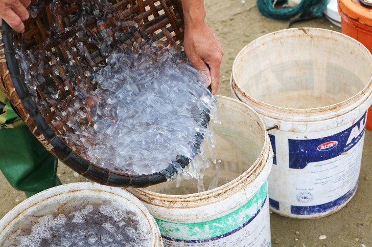 ‘Chợ sứa’ trên biển Hải Hòa một buổi sớm mai ảnh 6