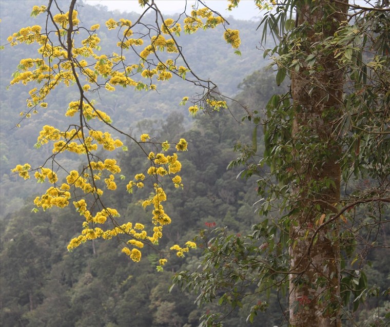 Hoa mai Yên Tử vàng rực trên non thiêng ảnh 1