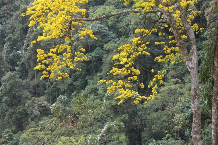 Hoa mai Yên Tử vàng rực trên non thiêng ảnh 2