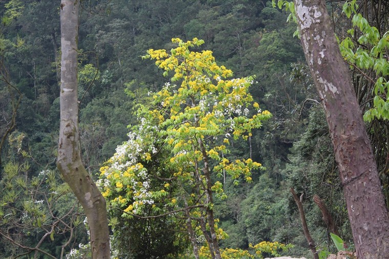 Hoa mai Yên Tử vàng rực trên non thiêng ảnh 4