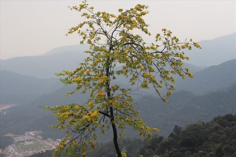 Hoa mai Yên Tử vàng rực trên non thiêng ảnh 5