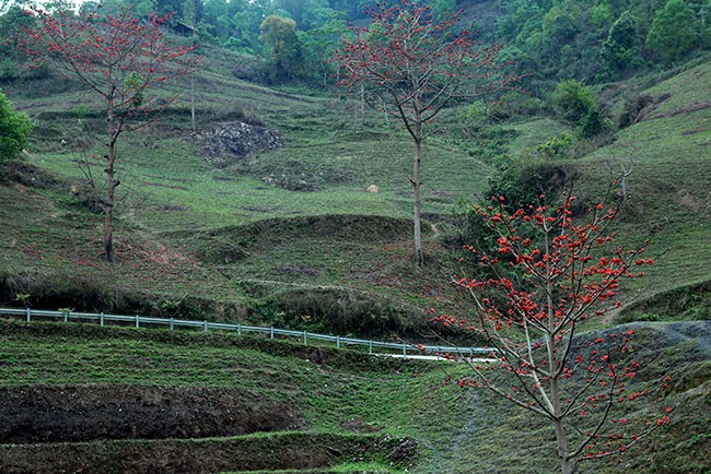 Xao xuyến mùa hoa gạo nở đỏ rực các miền quê ảnh 5