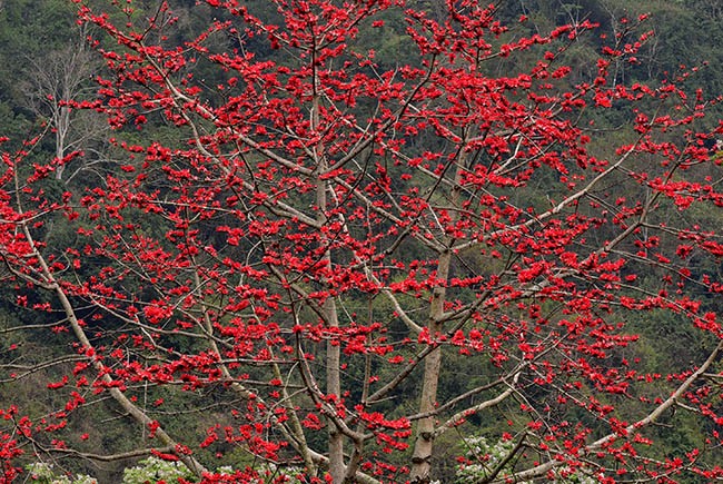 Xao xuyến mùa hoa gạo nở đỏ rực các miền quê ảnh 6