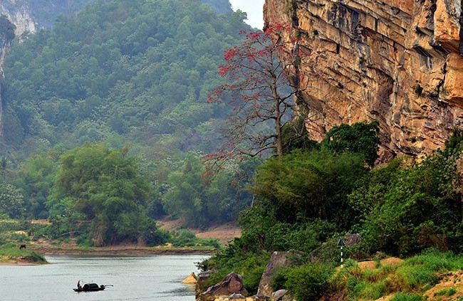 Xao xuyến mùa hoa gạo nở đỏ rực các miền quê ảnh 7