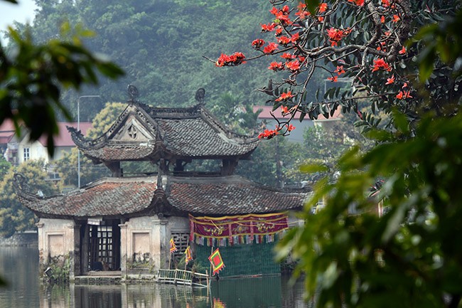 Xao xuyến mùa hoa gạo nở đỏ rực các miền quê ảnh 9