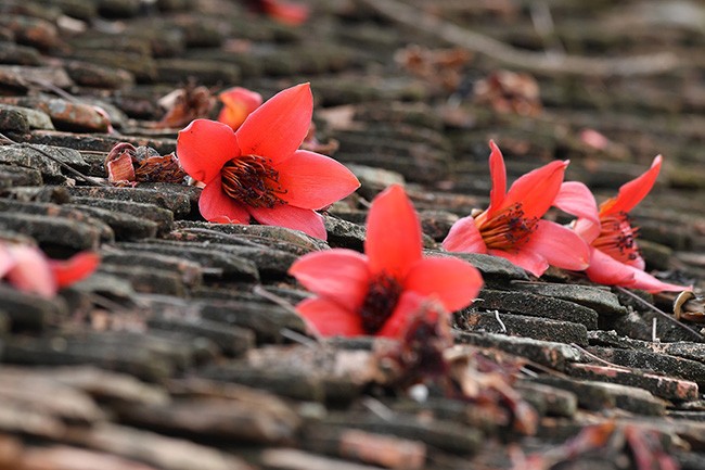 Xao xuyến mùa hoa gạo nở đỏ rực các miền quê ảnh 10