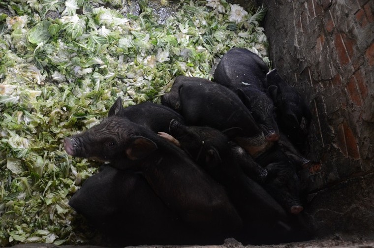 'Góc tối' mưu sinh của người phụ nữ chăn lợn thuê sau chợ Long Biên ảnh 9