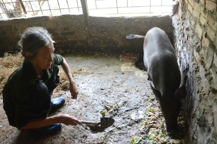 'Góc tối' mưu sinh của người phụ nữ chăn lợn thuê sau chợ Long Biên ảnh 10