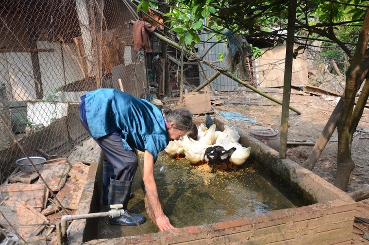 'Góc tối' mưu sinh của người phụ nữ chăn lợn thuê sau chợ Long Biên ảnh 11