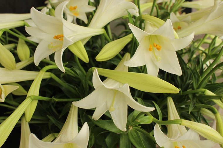 Loa kèn xuống phố gọi hè về ảnh 4