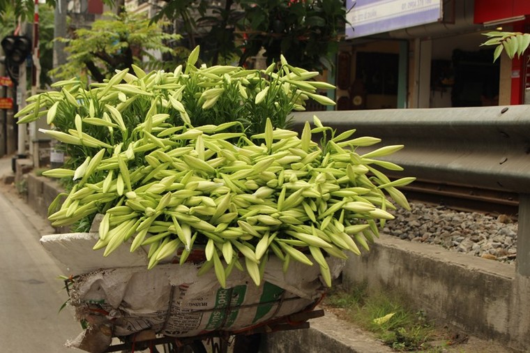 Loa kèn xuống phố gọi hè về ảnh 5