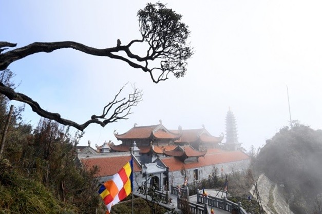 Ngẩn ngơ trước rừng đỗ quyên cổ thụ trên đỉnh Fansipan ảnh 8