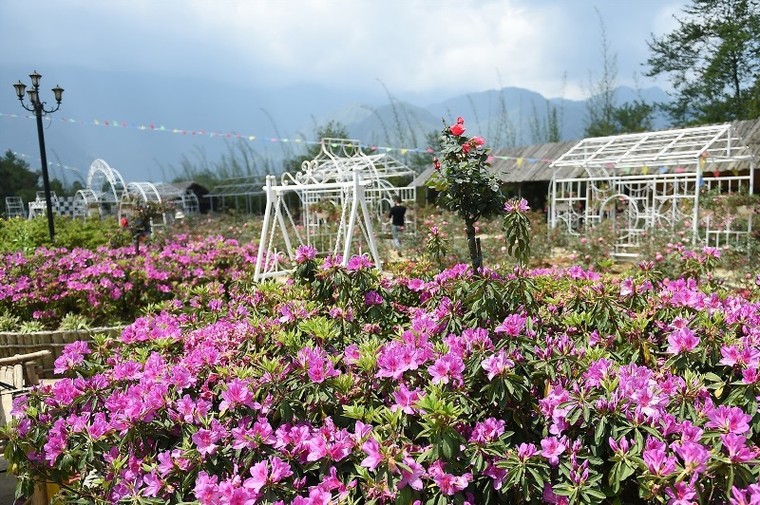 Ngẩn ngơ trước rừng đỗ quyên cổ thụ trên đỉnh Fansipan ảnh 11