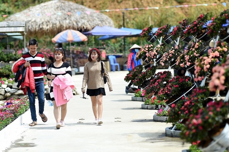 Ngẩn ngơ trước rừng đỗ quyên cổ thụ trên đỉnh Fansipan ảnh 3