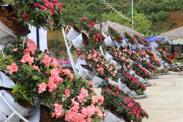 30/4 này, thử dự hội hoa Tây Bắc ở Fansipan không? ảnh 2