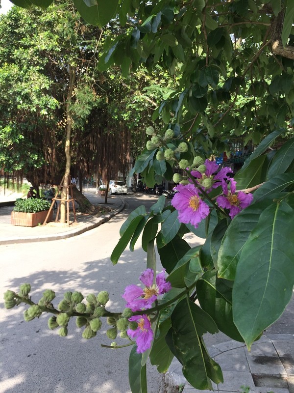 Trên nhiều góc phố Hà Nội, bằng lăng đã tím rợp trời ảnh 3