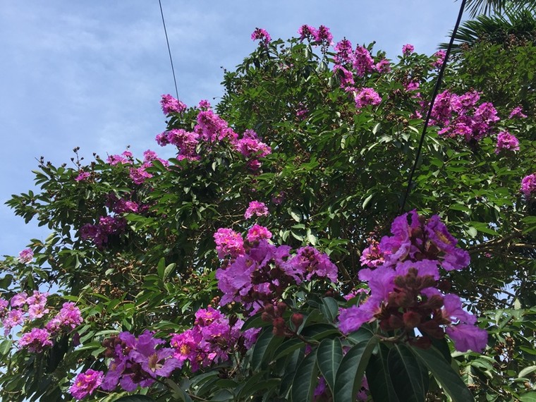 Trên nhiều góc phố Hà Nội, bằng lăng đã tím rợp trời ảnh 4